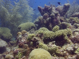 Reef IMG 7843